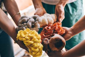 Cultivate Mushrooms Like a Pro: Join Our Hands-On Workshop at Holy Shiitake