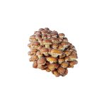 Fresh Chestnut 1kg