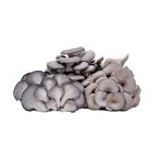 Fresh Grey Oyster 1kg