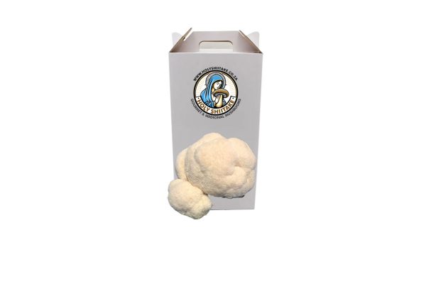 Lions Mane grow kit - Grow your own Mushrooms