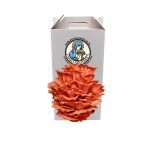 Pink Oyster grow kit - Grow your own Mushrooms