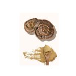 Turkey Tail Extract 10:1 - 1kg pack