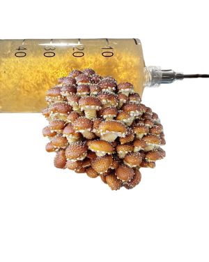 Chestnut Liquid Culture 10ml
