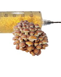 Chestnut Liquid Culture 10ml