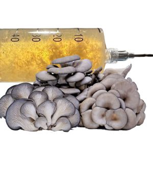 Grey Oyster Liquid Culture 10ml