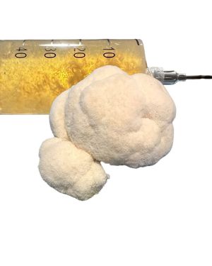 Lion’s Mane Liquid Culture 10ml (Lions Pride)