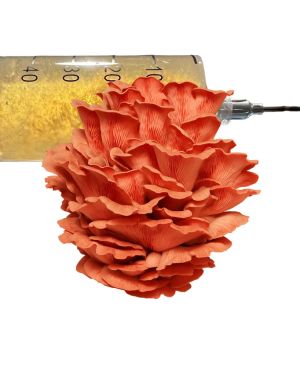 Pink Oyster Liquid Culture 10ml