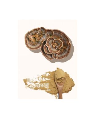 Turkey Tail Dual Extract Powder 10:1