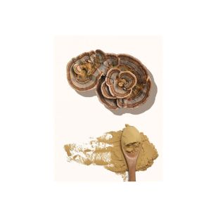 Turkey Tail Dual Extract Powder 10:1