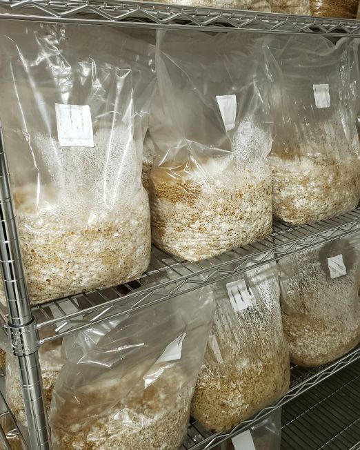 Mushroom Grain Spawn