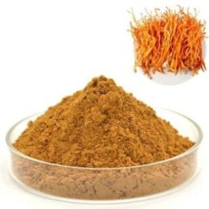 Cordyceps Dual extract Powder 10:1