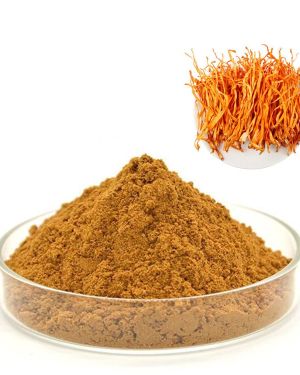 Cordyceps Dual extract Powder 10:1