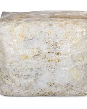Mushroom Fruiting Block (grow block)