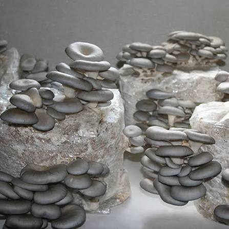 Fruiting Blocks (Ready to Fruit)